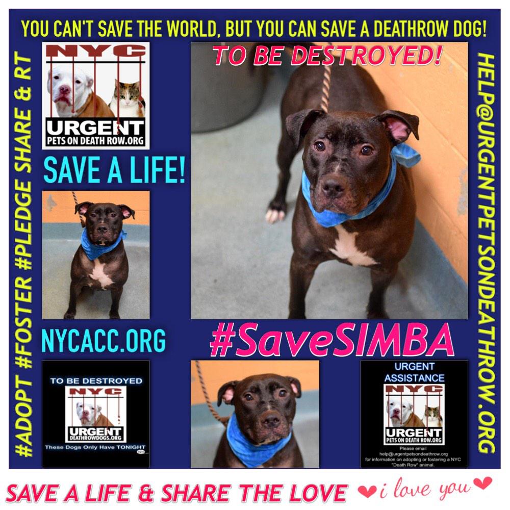 katharineknott's tweet image. #SaveSIMBA 3YR #Dog 2Die 3/5 @NYCACC #Hero 2 #Adopt Online #Foster 4 #Rescue #Love #Life
facebook.com/Urgentdeathrow…