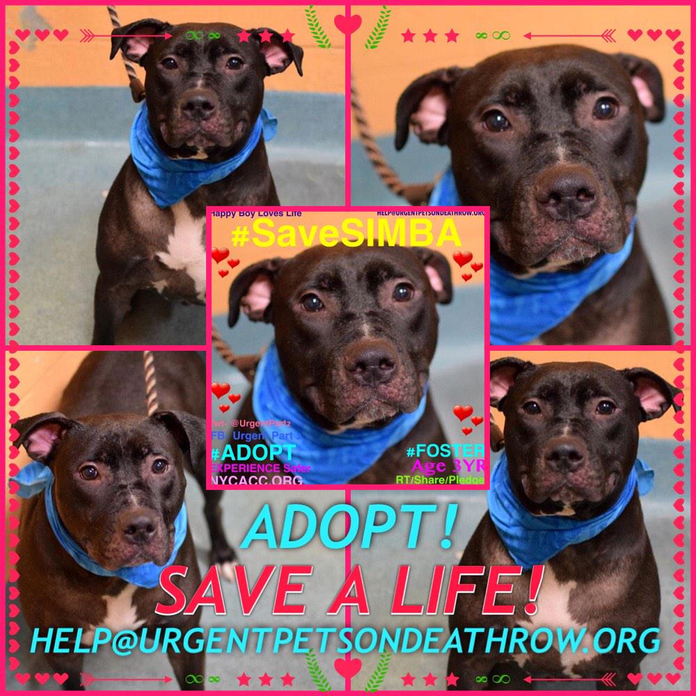 katharineknott's tweet image. #SaveSIMBA 3YR #Dog 2Die 3/5 @NYCACC #Hero 2 #Adopt Online #Foster 4 #Rescue #Love #Life
facebook.com/Urgentdeathrow…