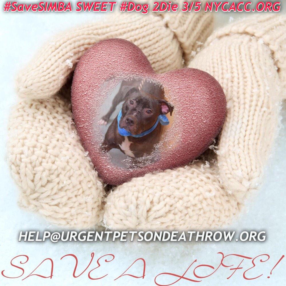 katharineknott's tweet image. #SaveSIMBA 3YR #Dog 2Die 3/5 @NYCACC #Hero 2 #Adopt Online #Foster 4 #Rescue #Love #Life
facebook.com/Urgentdeathrow…