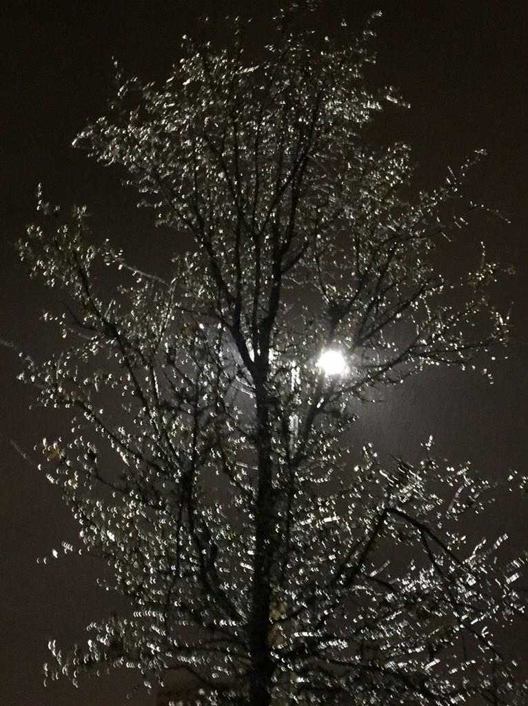 bhccourier's tweet photo. RT @BrianCurtisNBC5: Heavy ice accumulating on trees @NBCDFW studios near @dfwairport @NBCDFWWeather #DFWice #DFW http://t.co/frNzifM2xx
