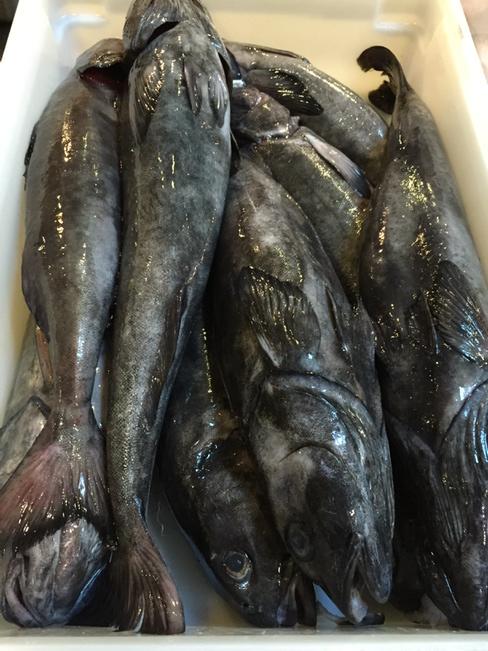 Fresh sable fish from Monterey bay. Stellar product.