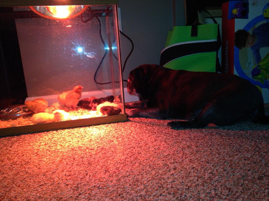 Mrs. McKevitt's dog, Lady, is taking good care of our chicks tonight! Great watchdog!