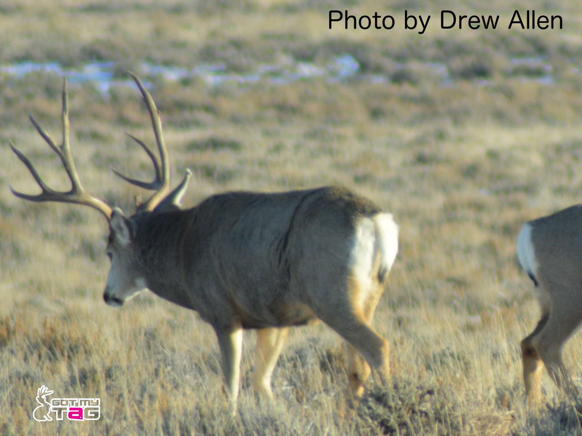GotMyTag's tweet photo. I would love to find the drops from this buck. I wonder what unit to apply for? #pointhunter #wheretoapply http://t.co/YClu43HJTj