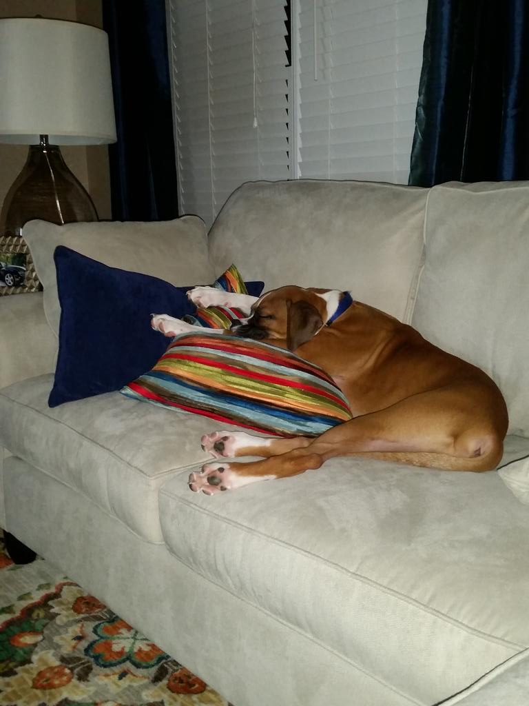 BoxerChronicles's tweet image. Sooo tired :) #boxersoftwitter #boxerLife #BoxerLovers #boxerpup #boxer