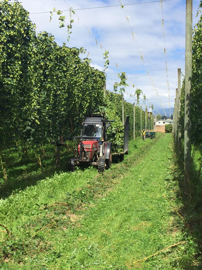 Great day of harvesting in New Zealand. Hops looking great #NZhopharvest2015