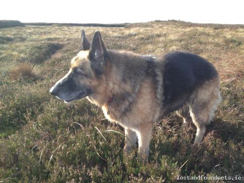 A female dog was lost on 09/02/2015 in Three Rock, #Sandygford lostandfoundpets.ie/zhzfs5  #lpie
