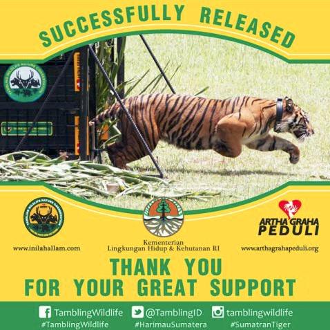 SumatraTigers's tweet photo. Thank you everyone for supporting the release of Panti &amp; Petir back into the wild #Sumatrantiger #Tamblingwildlife http://t.co/eCYpSiWGiD