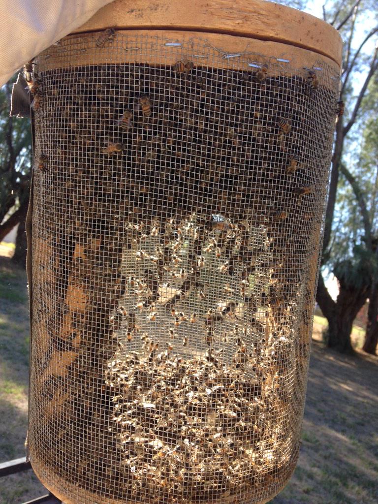 Derek Abello Bee Swarm Live Removal