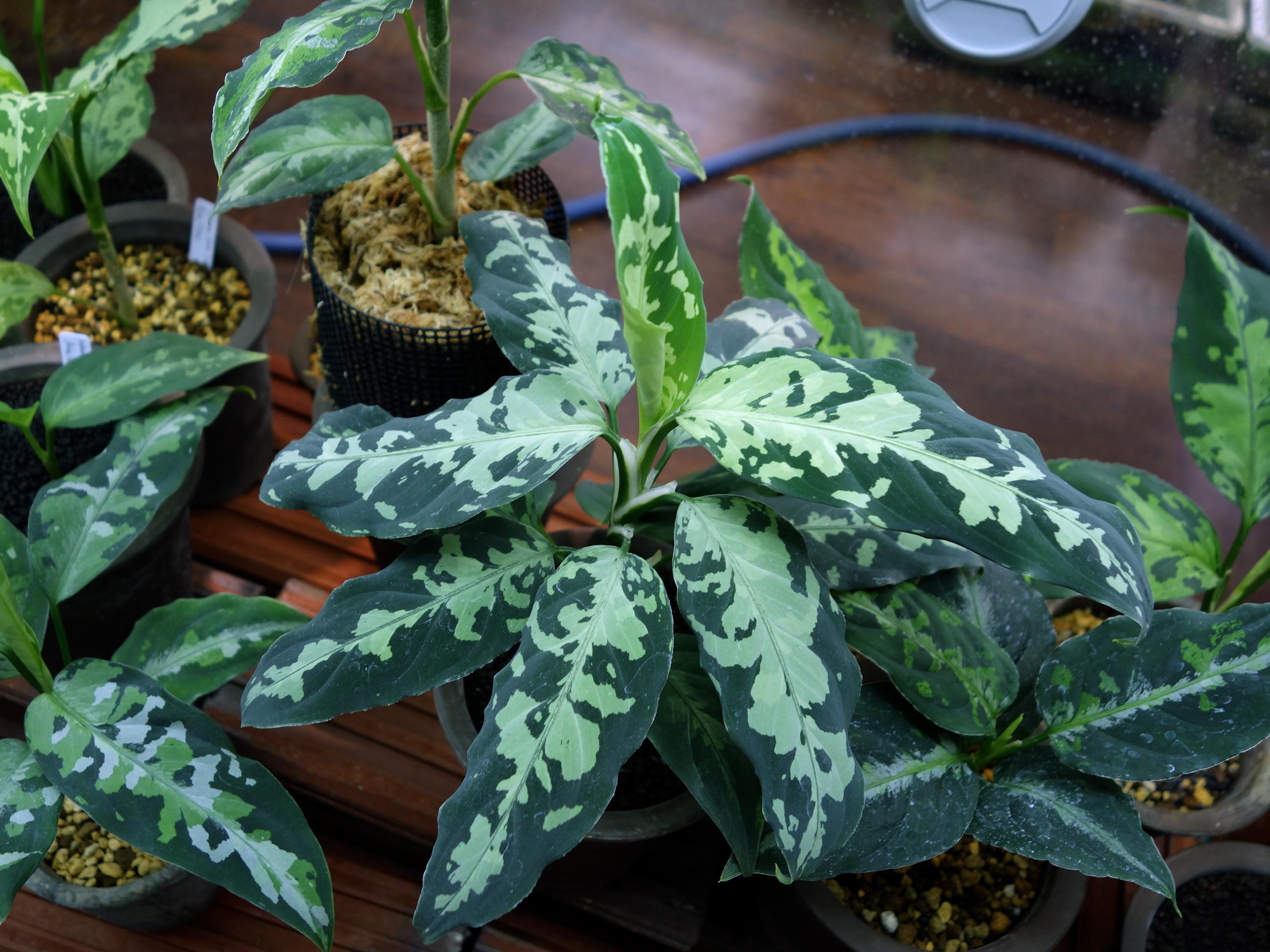 Aglaonema pictum tricolor 'Proto Aceh' Aglaonema Pictum Tricolor
