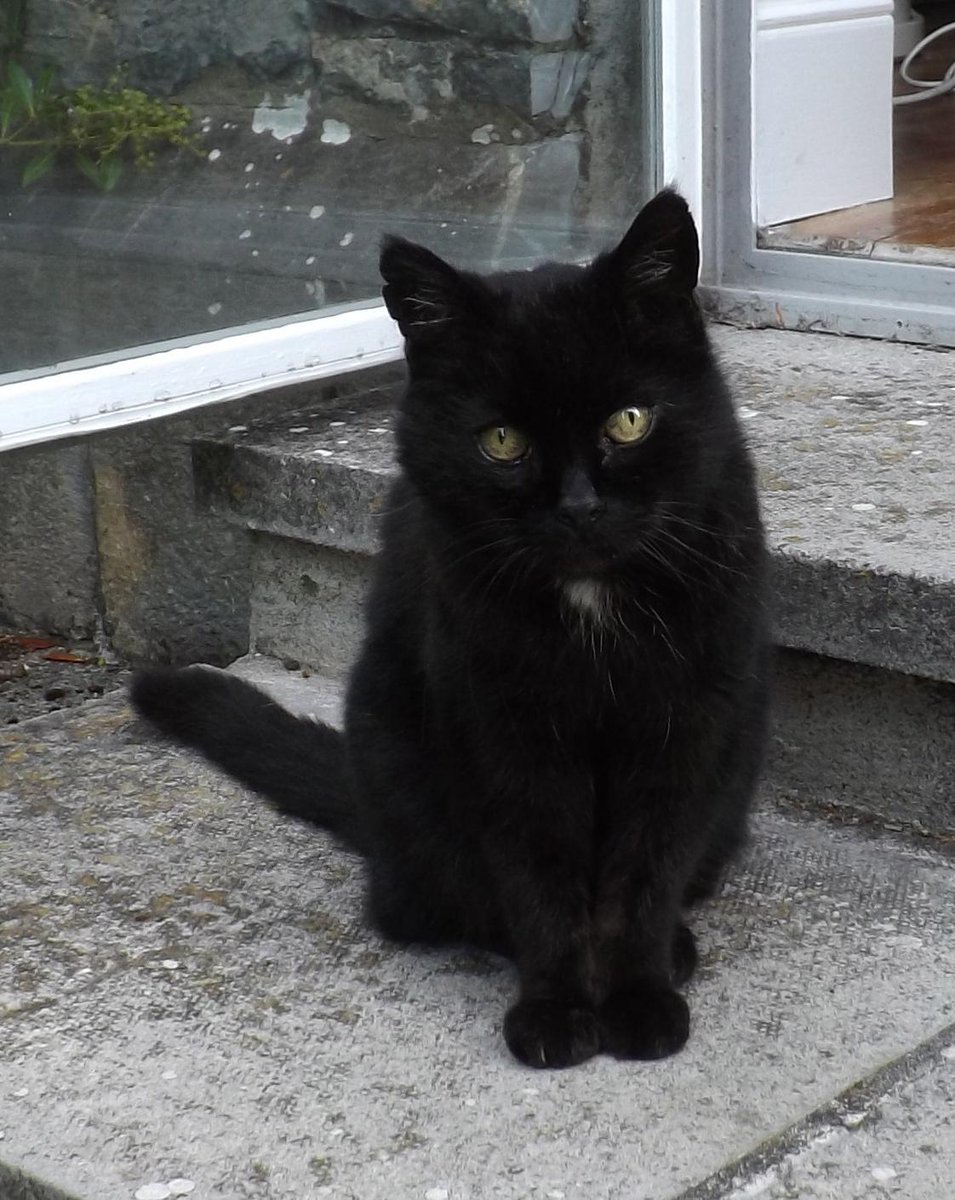 Once a cat. Онца кошка. Cat is Sad. Марло кошка.