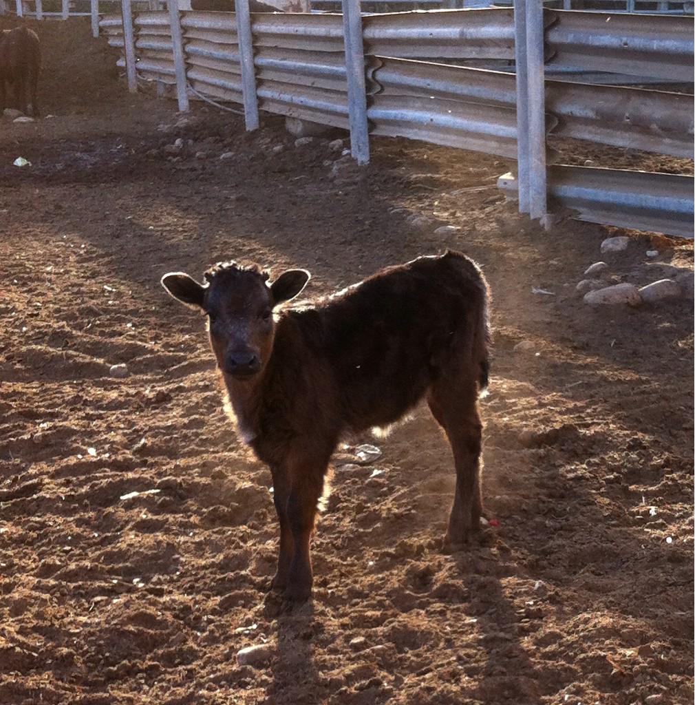 Ganaderia G.Gamón (@g_gamon) on Twitter photo 