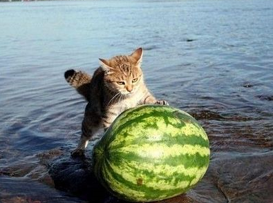 Şunu alıp bana bir Whiskas Poşet mama verir misiniz?