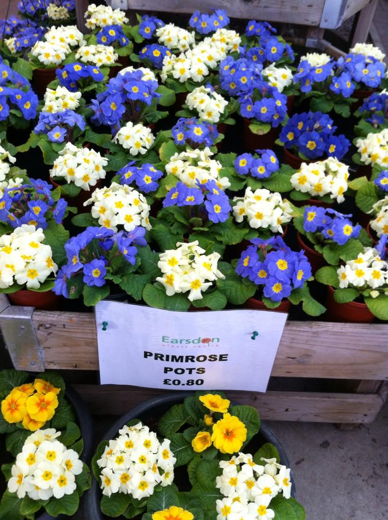 earsdonplants's tweet photo. Pot primroses £0.80 each! http://t.co/AonrU9umVw
