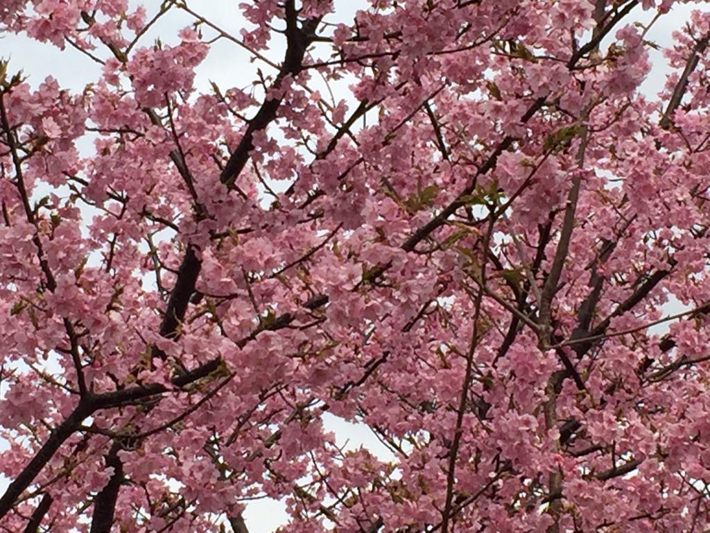 雑賀麻紀 (@mkp0y01022) / Posts / X