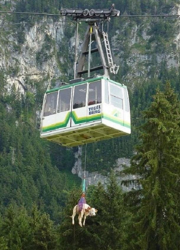 Mystraht's tweet image. Transport aérien pour vache #insolite #vache