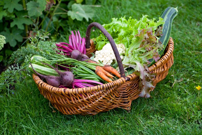 Shipley_College's tweet photo. Just two spaces left on the Vegetable Growing course this Sat in Saltaire 10-3pm £46 - Tasty! http://t.co/YkHUEkjwb8