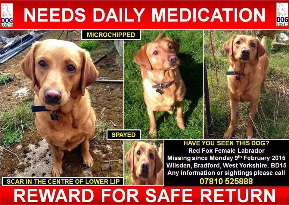 <a href="/LostFoundDogsUk/">Lost & Found Dogs UK</a> Pls #RT and help #findMegan missing #Bradford needs medication