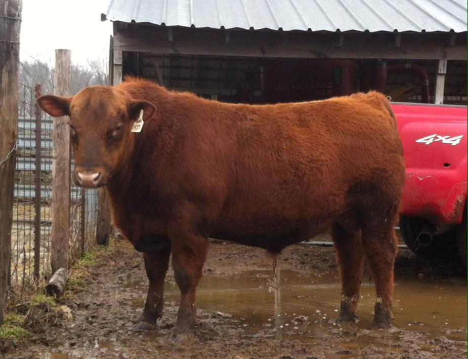LenHolliman's tweet photo. Samurai son to be consigned to the SERAA Grasstime sale 3/28/15 in Cullman Al. Owned by Danny Ozborne. http://t.co/T02OOJK2OC