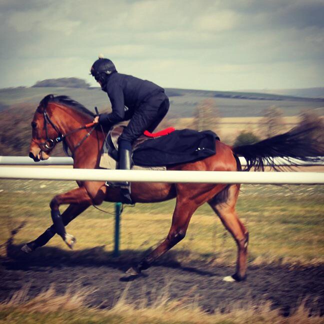mantonracing's tweet photo. This classy colt by Danehill Dancer was out through his paces this morning. Getting to know his job rather well!!! http://t.co/uBjjCFYIXK