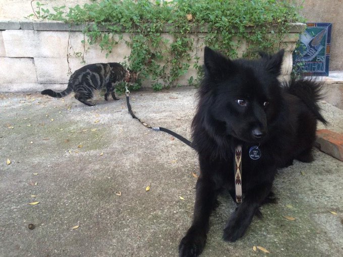 ....Now I have to make sure Oso and the cat doesn't eat it soooo I'll be swiffering for an hour at 5<a href="/tag/fucksnacks"class="tags"><span>#fucksnacks</span></a>