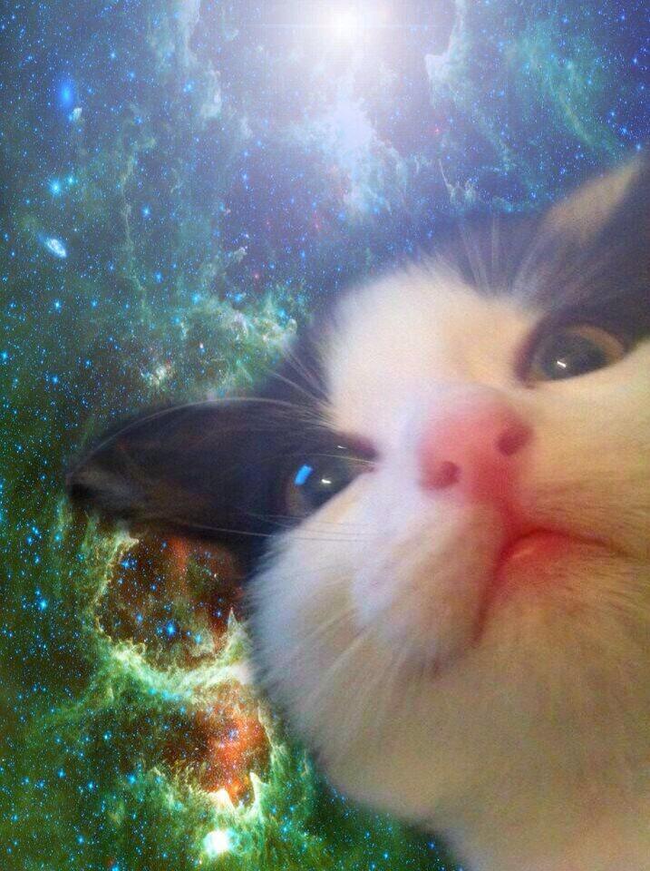 HAPPY BIRTHDAY DAVID NEWMAN!! I found this cat picture and it reminded me of you. Enjoy.   