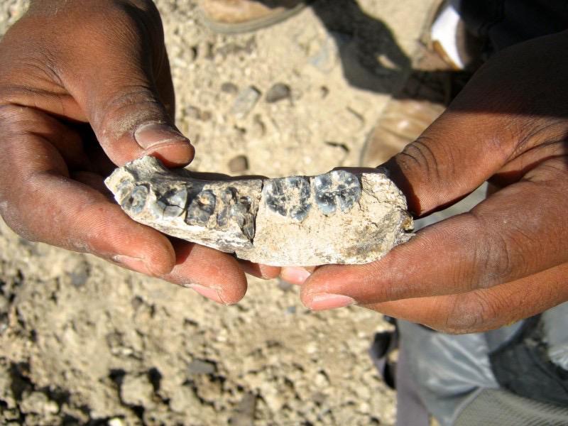 Discovery of 2.8-million-year-old jaw sheds light on early humans sciencedaily.com/releases/2015/…