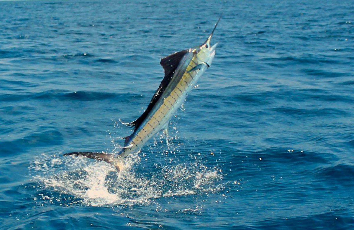 sailfishoasis's tweet photo. #goodtimes Allure II: 23 Sails; Allure: 18 Sails; Capt. Hook: 1 Blue Marlin, 16 Sails @CaptHookFish @TagBillfish http://t.co/mAmfq8d0Dp