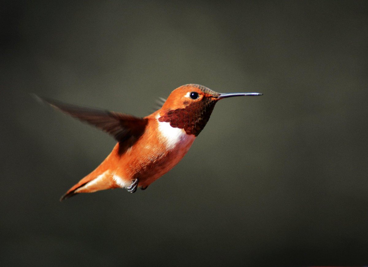 They're back!  
#RufousHummingbird has returrned to Port Orchard, WA by Carrie Griffis