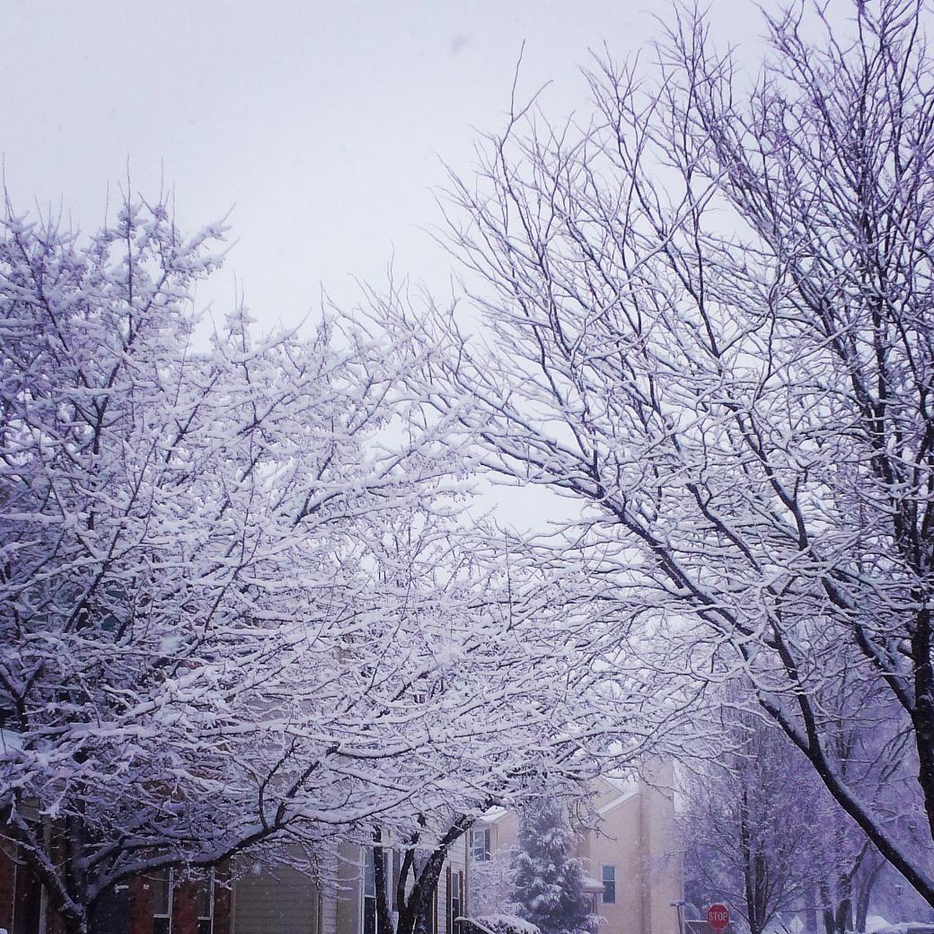 Monaper29's tweet image. Day 114b. Outside of my place. I love the trees like this 😌 #Ready4spring 🌷🌼🍀 #100plusdaysofhappiness @coyotegrrrl18