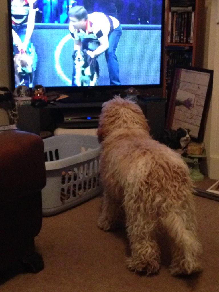 AliceNealee's tweet photo. Rupert watching #Crufts2015 http://t.co/t5sMQLocrL