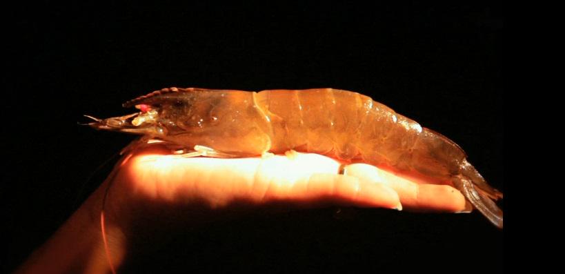 Firstclasshrimp's tweet photo. #Remember Only Ecuador has the best shrimp in the world! http://t.co/Zz0I5rI3PS