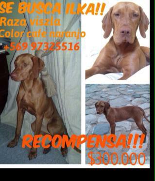 <a href="/perroscl/">Perros.cl</a> <a href="/TonkaTP/">Tonka Tomicic</a> RT Urgente!! Se busca perra raza viszla perdida en Lolol, llamada iLka, RECOMPENSA!