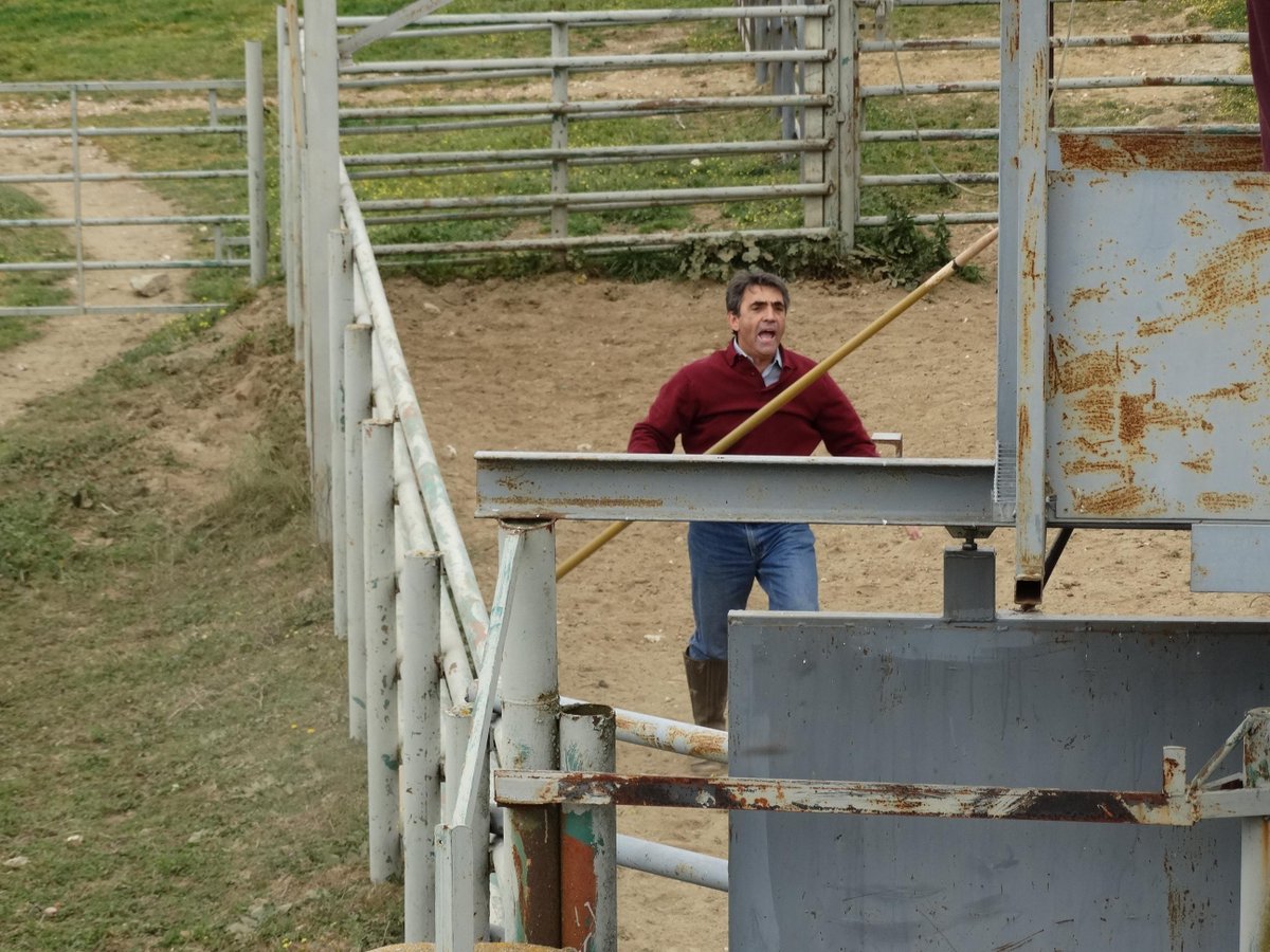 #VictorinoMartín dentro del corral con el manejo de un #Toro para labores de saneamiento