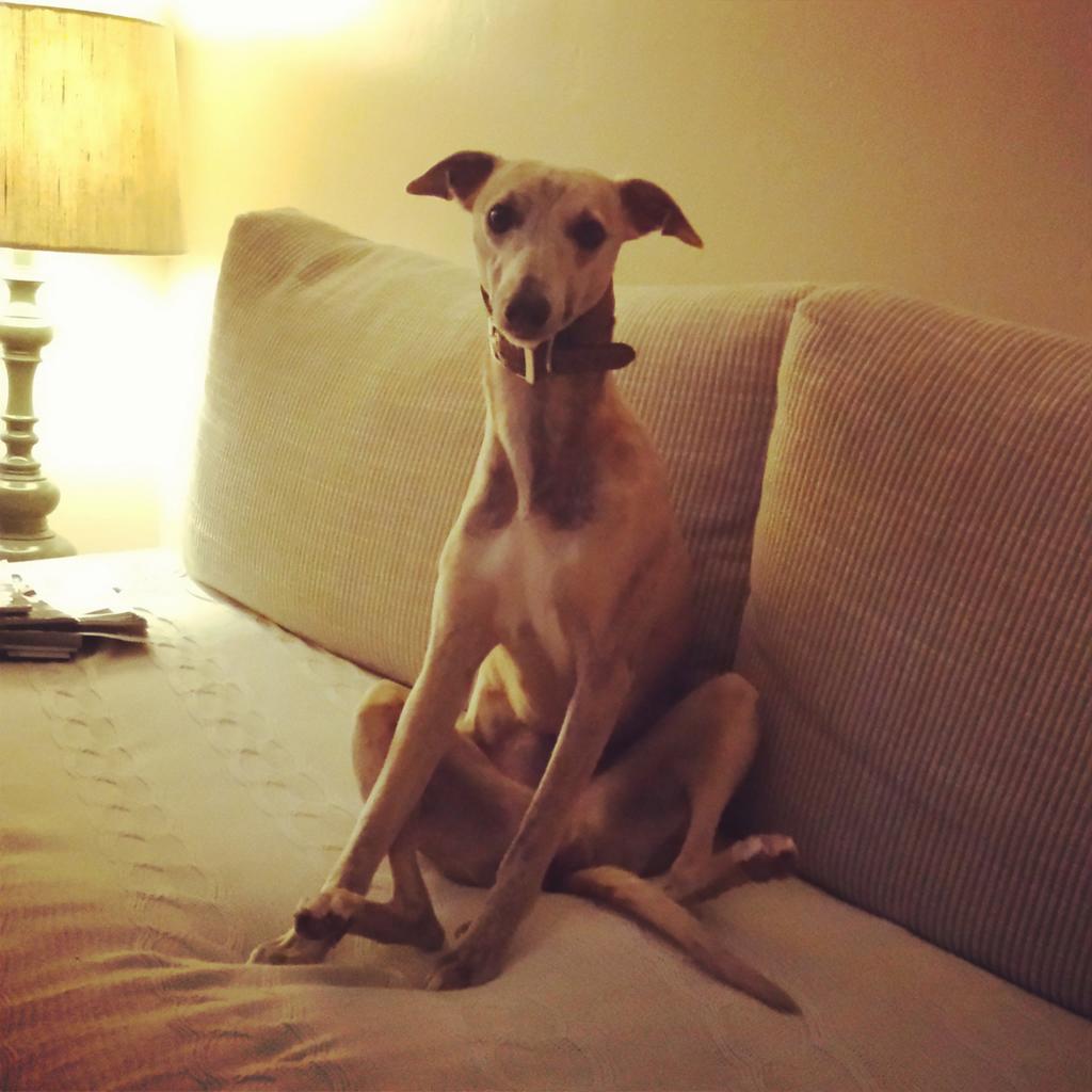 JuneFoxStudio's tweet image. #askcrufts Is this bad posture for a whippet? She's enjoying the show.