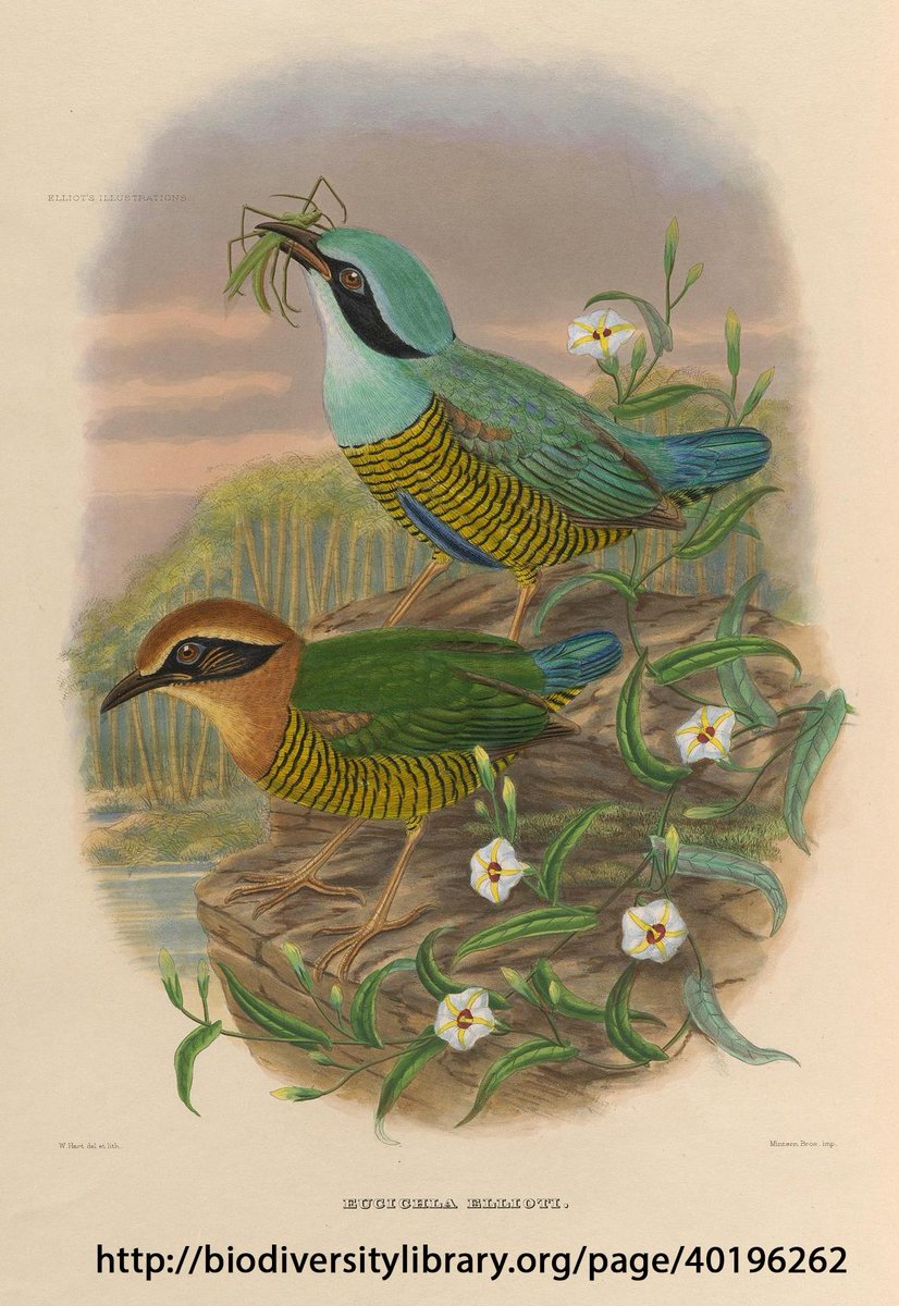 BioDivLibrary's tweet image. Explore stunning #SciArt from #openaccess #biodiversity #books this #WorldBookDay! ow.ly/JYc2g