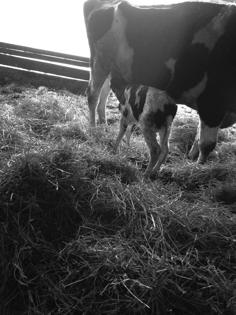 Quinn Cashell tweet media