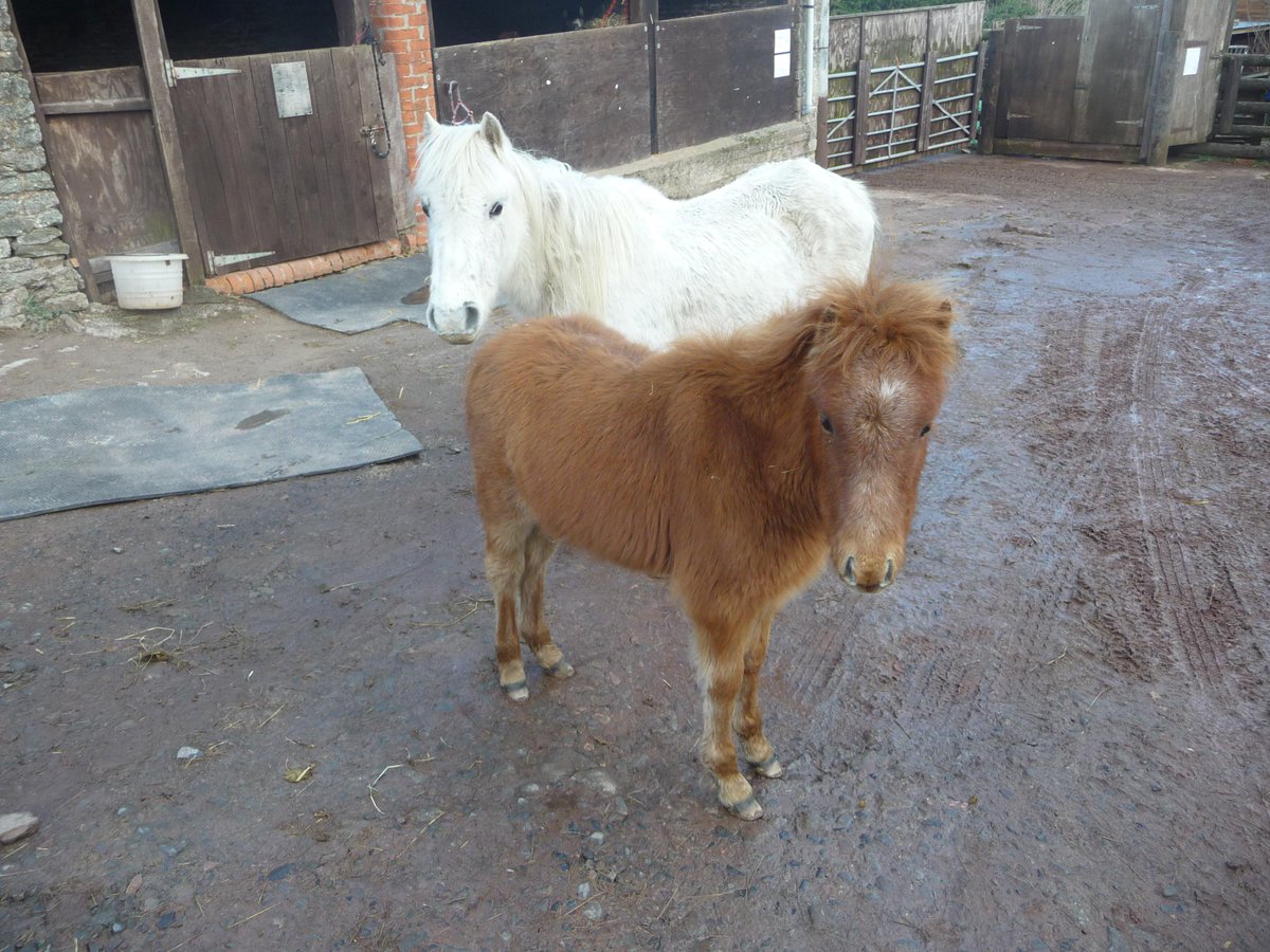 Our latest intakes. Elsa &amp; colt foal