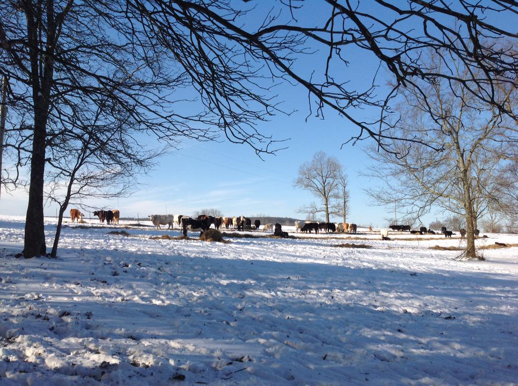 2000Frasier's tweet image. KARK 4 News  

The girls enjoying some sunshine after a cold snowy night..