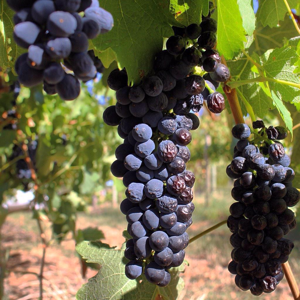 Parse_ir's tweet photo. It's #Shiraz, but not as U know it! #shirazweek #wine http://t.co/m2XU3KwMVk http://t.co/wCDO7iSQcZ"