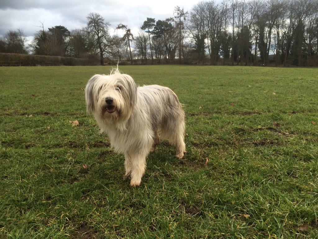 Wombourne Dog Walker tweet media