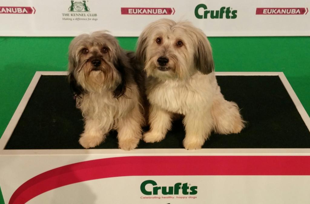ashleighnsully's tweet image. Big good luck to my daughter crumpet in the ykc final at crufts tonight!