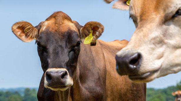 FarmersWeekly's tweet photo. Hopefully an indicator that market is stabilising - global dairy prices rise: http://t.co/d4DsMVjiHt #TeamDairy http://t.co/RAaTlhCAQJ