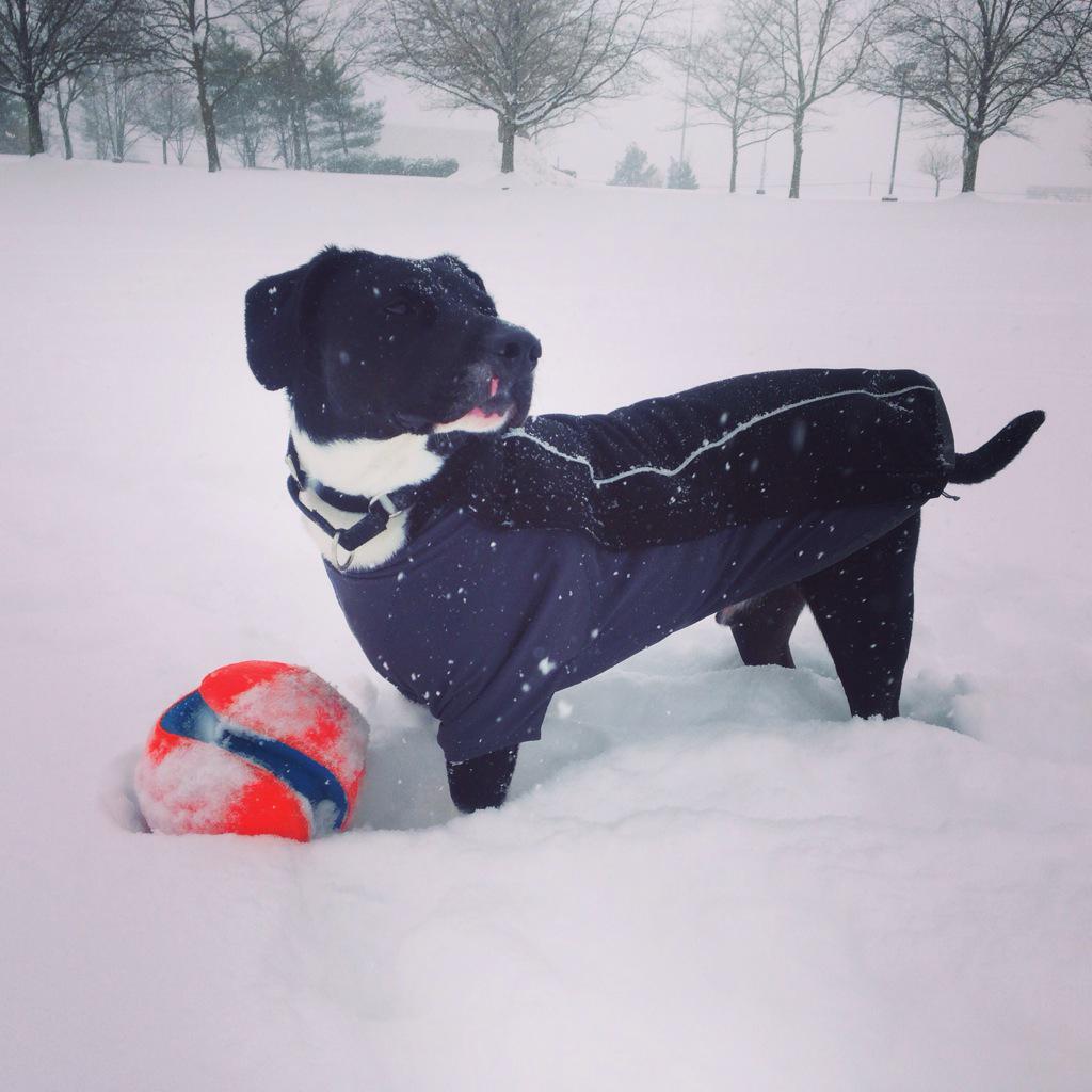 h_gargan's tweet photo. Thor can't keep us from soccer! #fox5snowday @fox5newsdc http://t.co/n4VqUweQQR