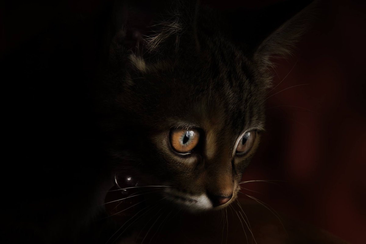 MossImaging tweet picture