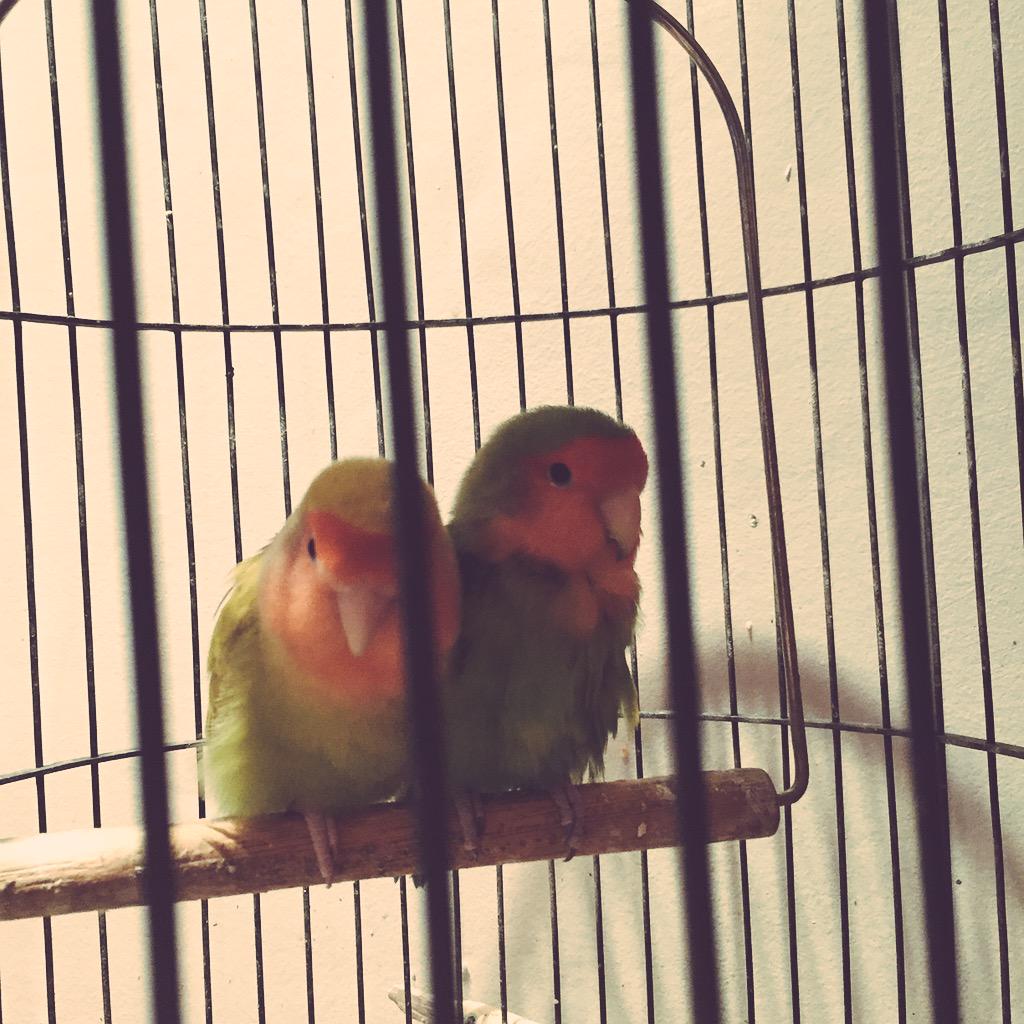 BambinoBambina's tweet photo. Eenie and meanie #nottheirrealnames #London 💗💗 http://t.co/2tStZO0CTt