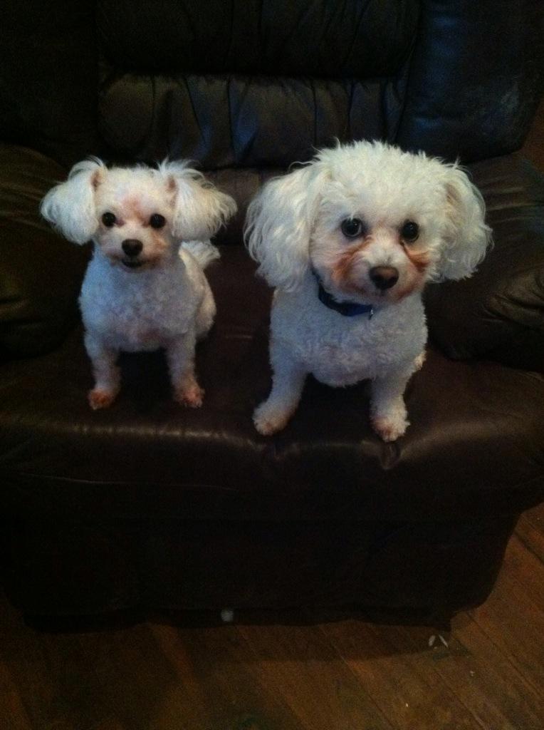 petsmart pooper scooper