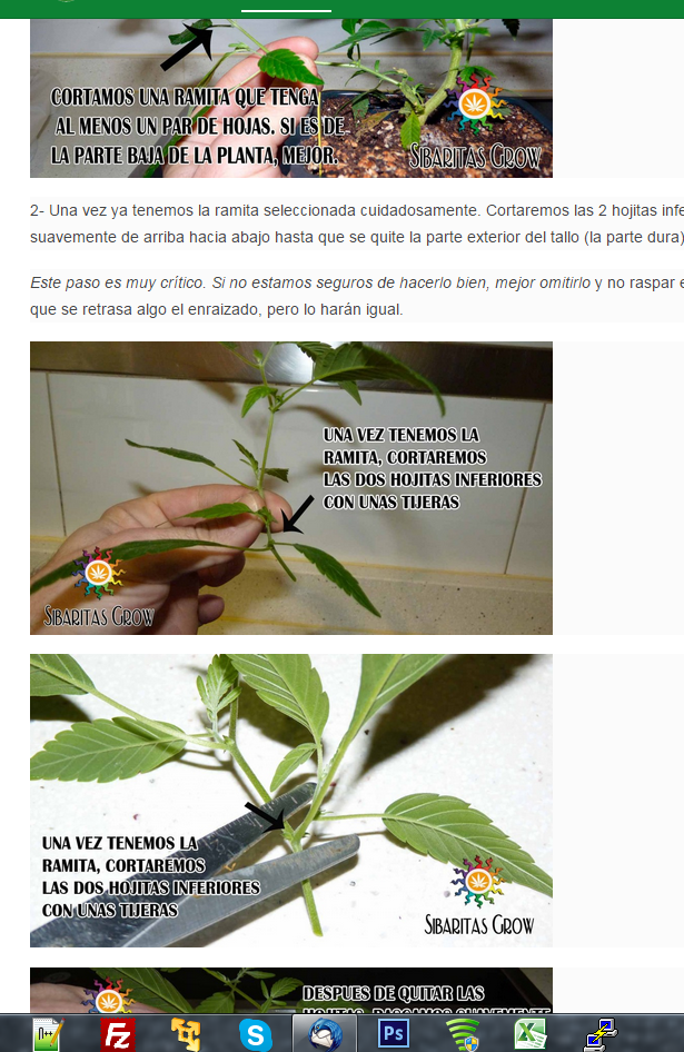 wikinnabis's tweet photo. Quieres saber cómo hacer clones ? @agroweed @ElMatollGrow @raroweed @weed_en_vena @ADC_Cannabis #Wikinnabis #CannaAPP http://t.co/RsTF38aRxs
