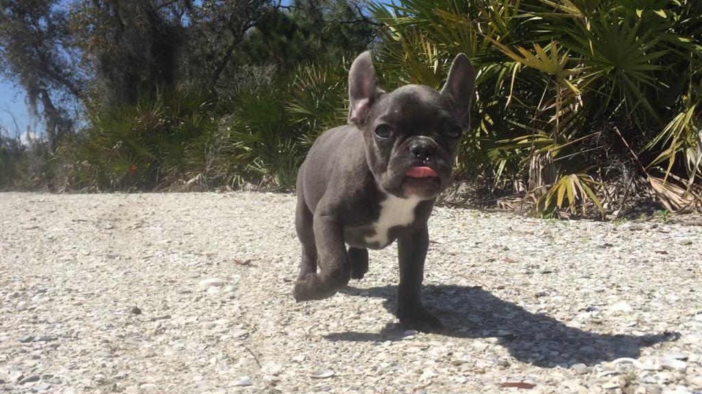 DeBoTheFrenchie's tweet photo. Petey http://t.co/suurZhMPSj
