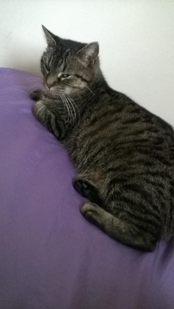 LostPetsBG's tweet photo. @joeimel Pregnant cat with no tags found on Spruce Trail off Cemetery Road http://t.co/Ha19TBGwgS