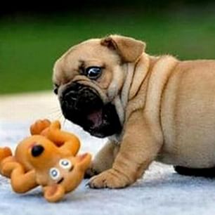 Cute pug puppy playing ♥
#pug#puppy#cute#cutie#baby#dogloverss#dog#dogsarelove#love findelight.net/puggie_detail.…